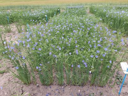 Click for 1 image(s) for this accession.